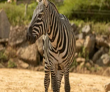 Colchester Zoo: Entry Ticket